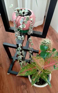 سروپژیا ابلغ