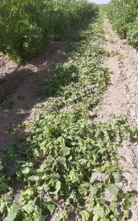 علف برگ انگور مخصوص دام