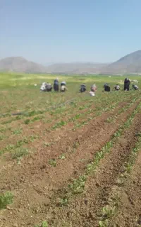 سرکارگر حرفه ای