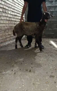 سلام دوستان بره ماده سالم سرحال.