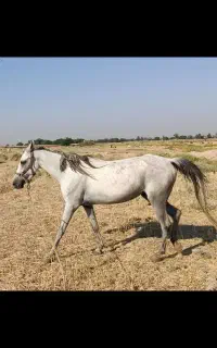 اسب