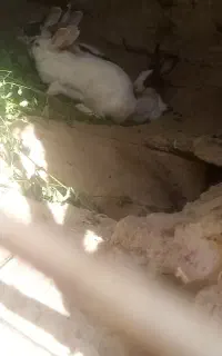 خرگوش