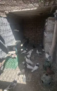 کبوتر