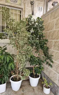 گل بنجامین