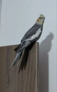 سینامون نر