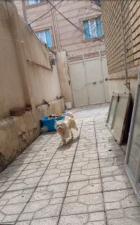 سگ گم شده