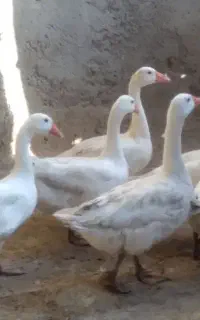 غاز
