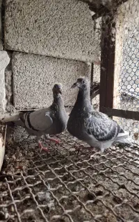 جوجه کبوتر