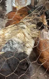 مرغ و خروس محلی طبیعی