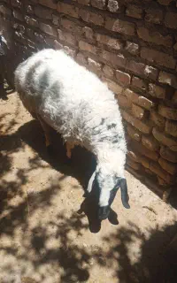 بره