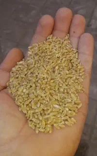گندم ابی تمیز