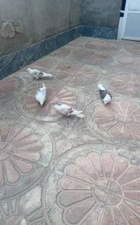 کفتر گرده دار