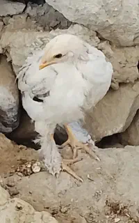 جوجه ی برهما اصل