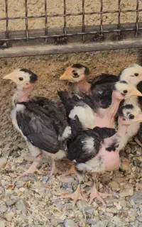 جوجه گلین یک ماهه فول ریش عالی