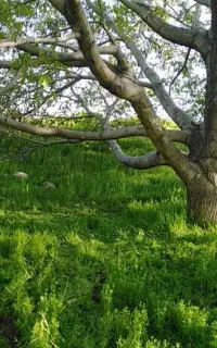 چیدن گردو به صورت حرفه ای