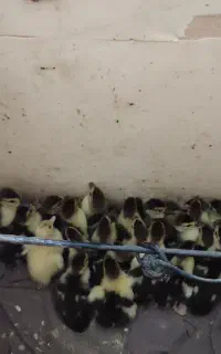 اردک اسرائیلی 7روز 24عدد دونه ای 180