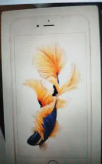 کارتون گوشی دو عدد