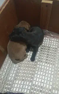 سگ پیتبول شجره دار اصل