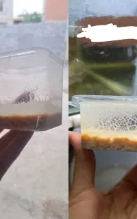 میکروورم/غذای بچه ماهی