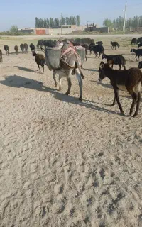 شیر الاغ