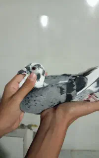 مجسمه مسافتی