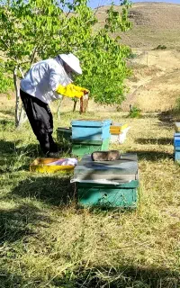 فروش زنبور عسل