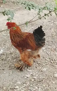 جوجه و مرغ