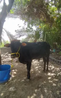 گاو نر سرخون