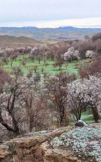 تشکیل گروه طبیعت گردی