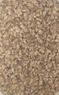 خرید پوست پسته
