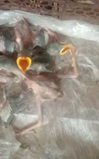 جوجه مرغ مینا
