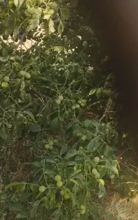 گردو درجه یک تن ناژ