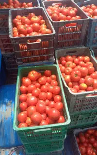 گوجه تر و تمیز،گوشتی برای رب عالیه