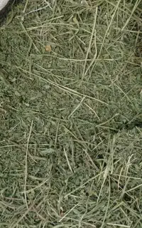 شنبلیله خشک و چای به