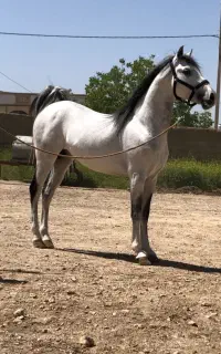 کشش اسب کرد