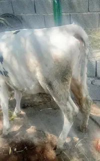 با سلام یک راس گوساله ماده