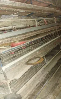قفس نیمه صنعتی بلدرچین تخمگذار
