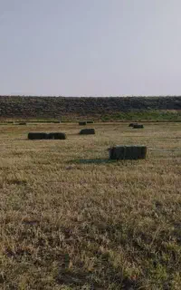 گندم درجه‌یک‌واران