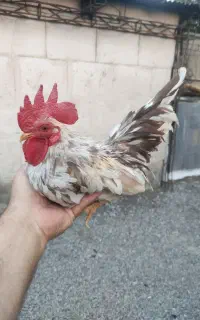 خروس جانپینز