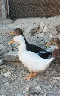 اردک مرغابی