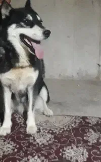 سگ هاسکی