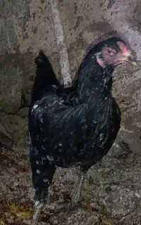 مرغ پاکستانی