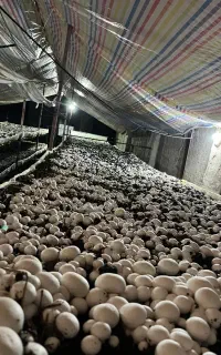 آموزش پرورش قارچ با مدرک معتبر
