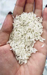برنج هاشمی