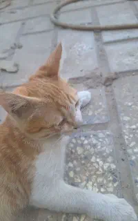 گربه سه ماهه
