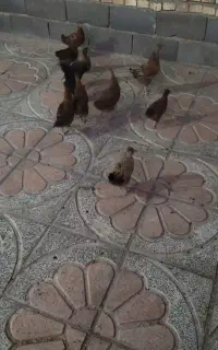 جوجه بومی