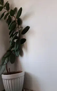 گل گوش فیلی