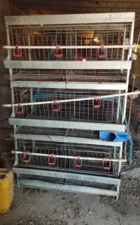 قفس مرغ تخمگذار