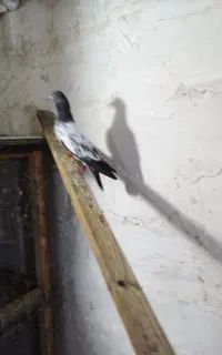 جوجه عالی