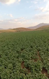 به کارگر ساده آبیار نیازمندم